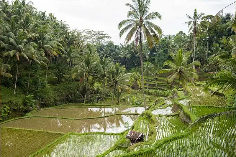 Rizi&egrave;res en terrasses de Tegallalang, pr&egrave;s d&rsquo;Ubud &agrave; Bali
